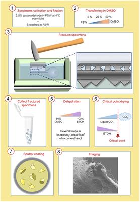 Whole animal freeze-fracture scanning electron microscopy: an easy-to-use method to investigate cell type morphology of marine embryos and larvae